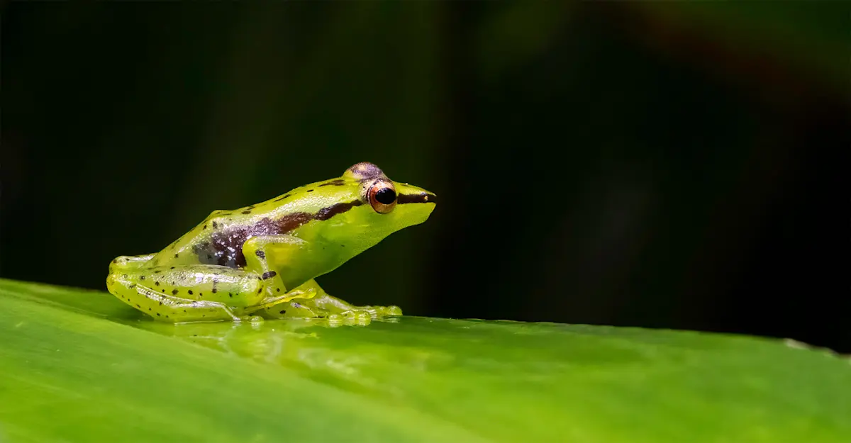 Pandanus frog, Madagascar.