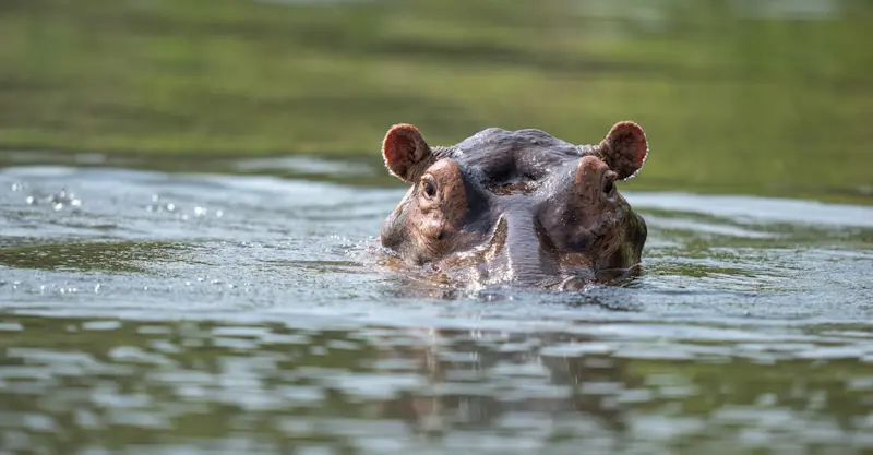 Hippo, Murchison Falls National Park, Uganda.