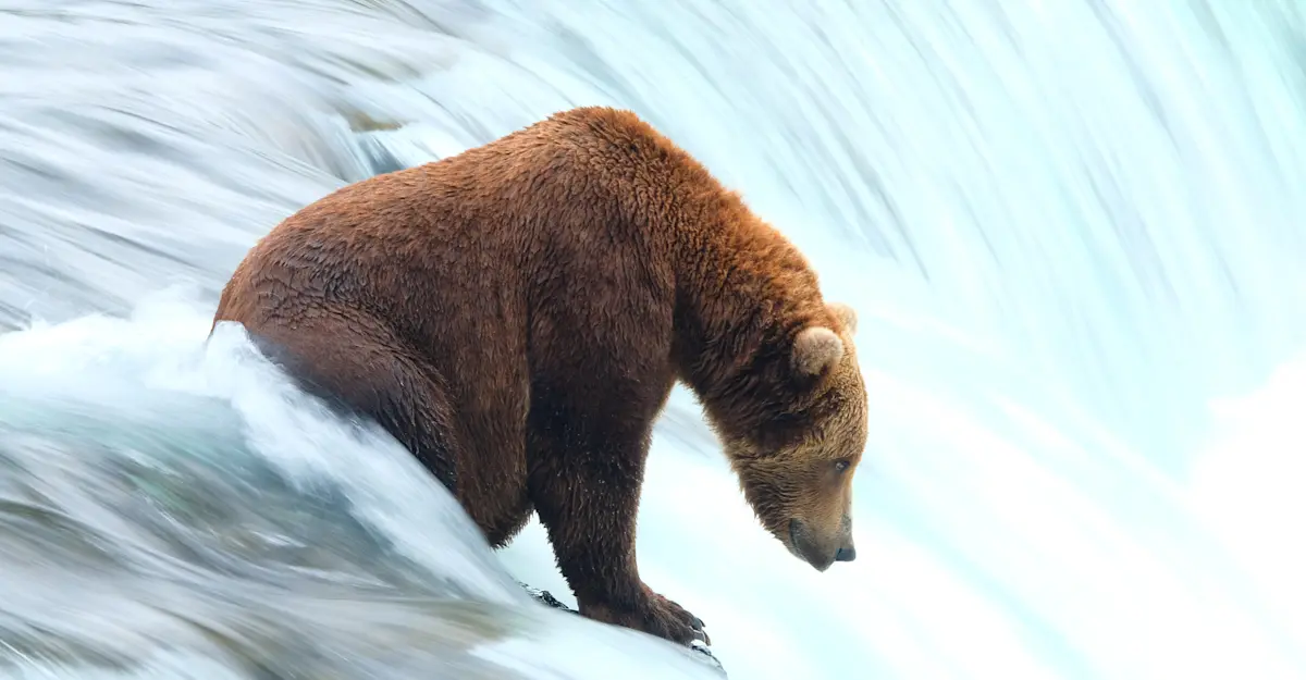 Brown Bear, Brooks Falls, Alaska