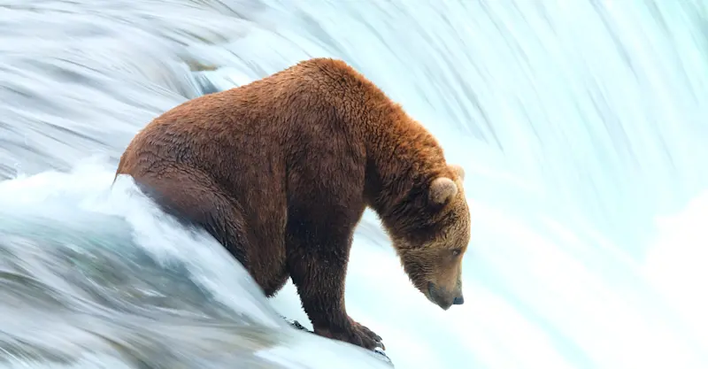 Brown Bear, Brooks Falls, Alaska