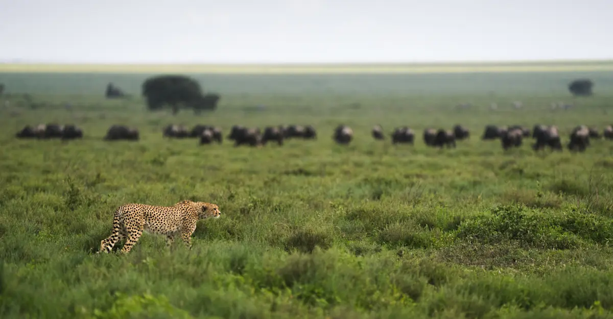 Cheetah, Serengeti National Park, Tanzania.