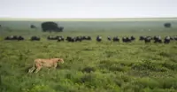 Cheetah, Serengeti National Park, Tanzania.