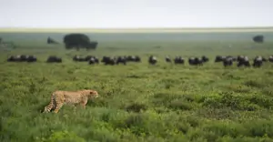 Cheetah, Serengeti National Park, Tanzania.