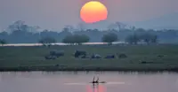 Asian water buffalos, Kaziranga National Park, India.