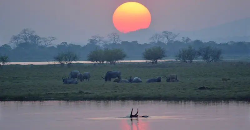 Asian water buffalos, Kaziranga National Park, India.