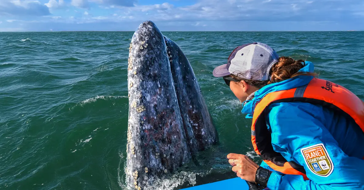 Nat Hab Expedition Leader and gray whale, San Ignacio Lagoon, Baja, Mexico.