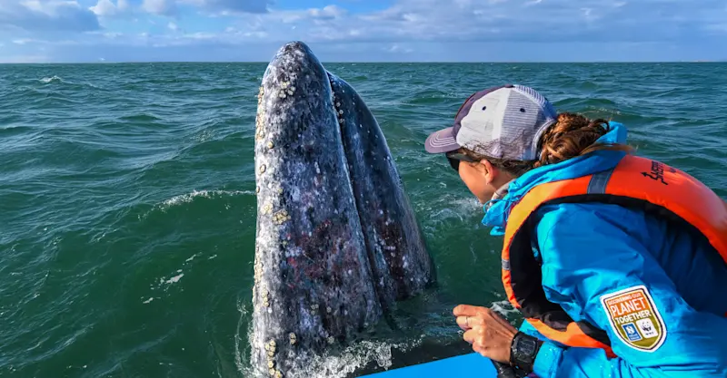 Nat Hab Expedition Leader and gray whale, San Ignacio Lagoon, Baja, Mexico.