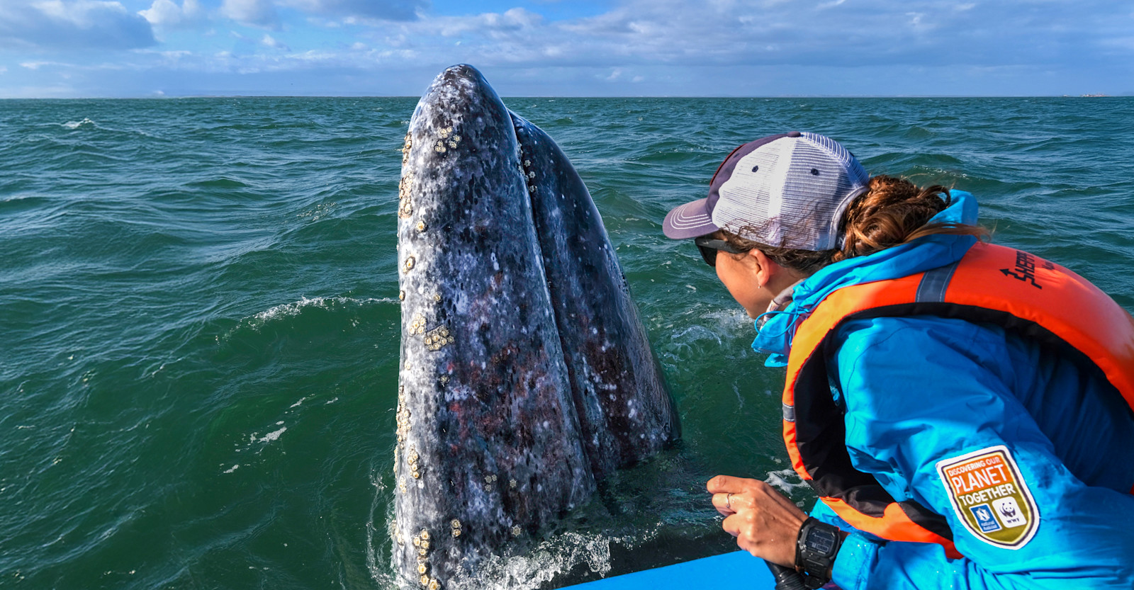 Nat Hab Expedition Leader and gray whale, San Ignacio Lagoon, Baja, Mexico.
