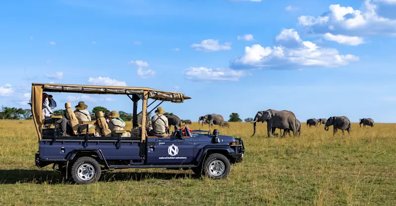 Earthwatch guests observe elephants from Nat Hab's Safari Vehicle, Maasai Mara, Kenya.