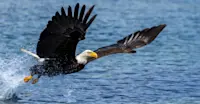 Bald eagle, Kitimat Arm, British Columbia. 