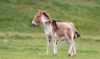 Takhi horses, Hustai National Park, Mongolia.