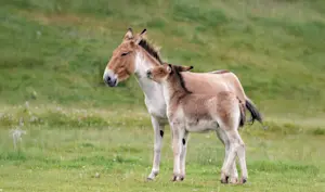 Takhi horses, Hustai National Park, Mongolia.