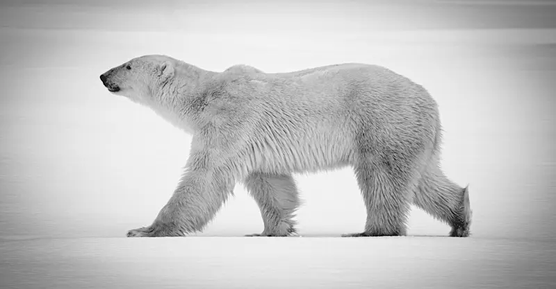 Polar bear, Churchill