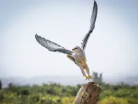 Slideshow Thumbnail 9 of 18