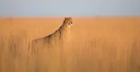 Cheetah, South Luangwa National Park, Zambia.