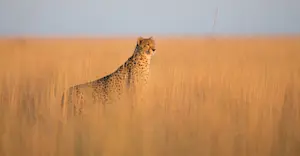 Cheetah, South Luangwa National Park, Zambia.