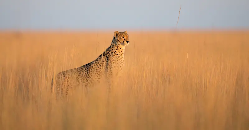 Cheetah, South Luangwa National Park, Zambia.