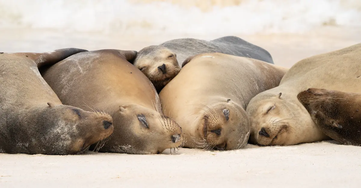 Galapagos sea lions, San Cristobal Island, Galapagos, Ecuador.