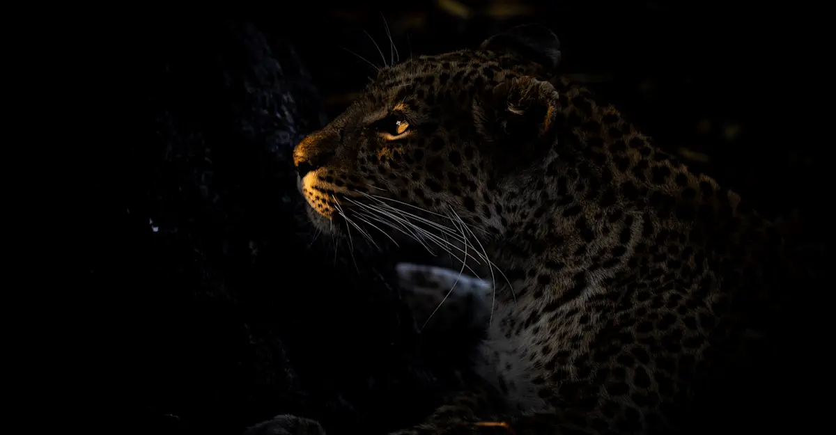 Leopard.