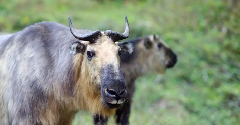 Sichuan takin, Wild Panda Nature Reserve, China