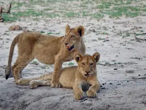 A close-knit pair lounging the day away in South Africa.