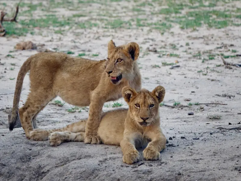 A close-knit pair lounging the day away in South Africa.