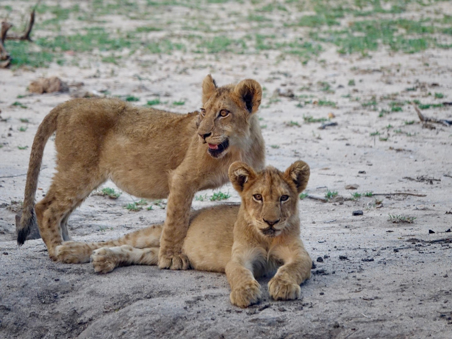 A close-knit pair lounging the day away in South Africa.