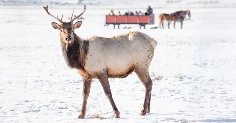 Elk, Yellowstone National Park, Wyoming.