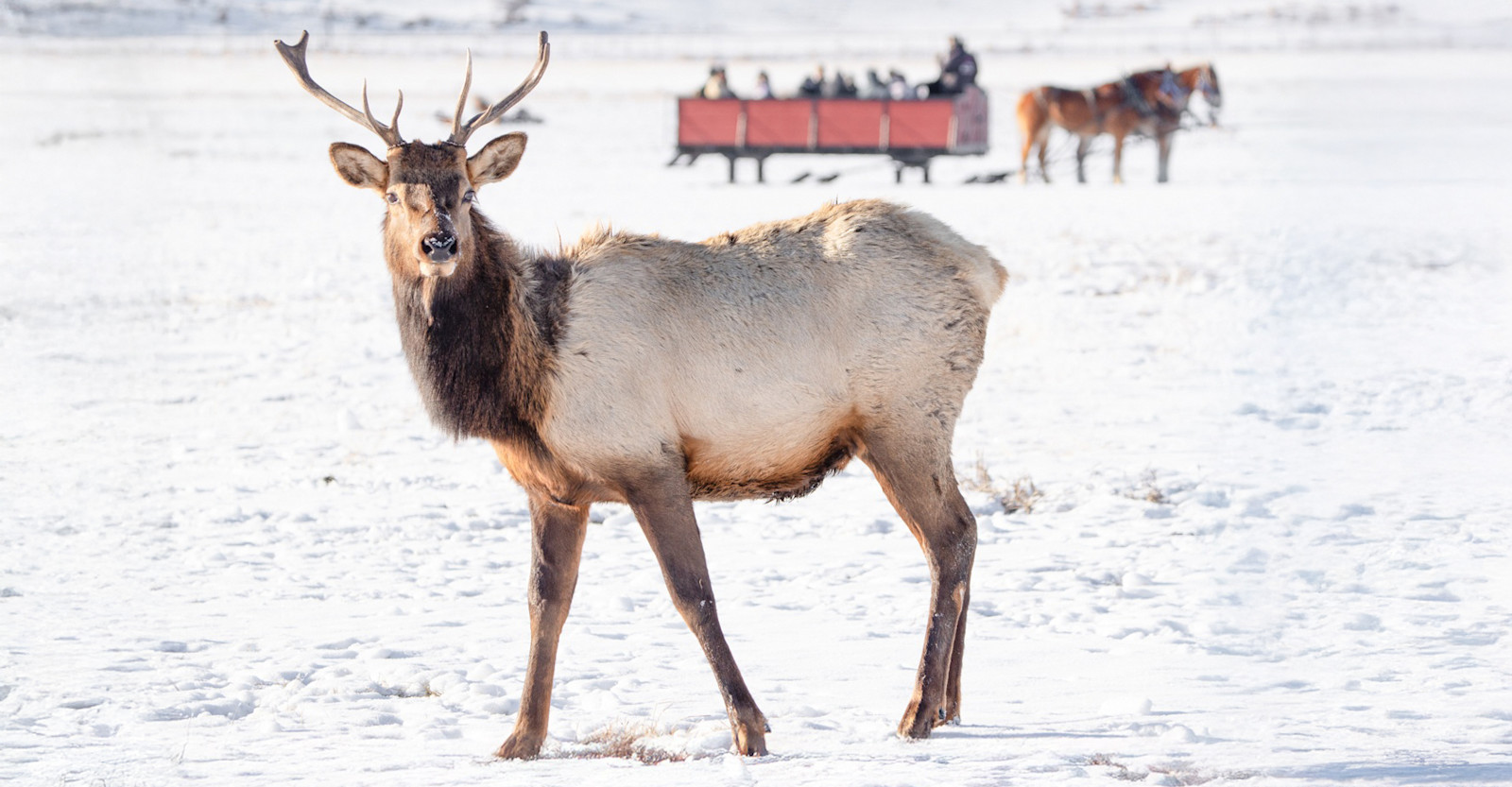 Elk, Yellowstone National Park, Wyoming.