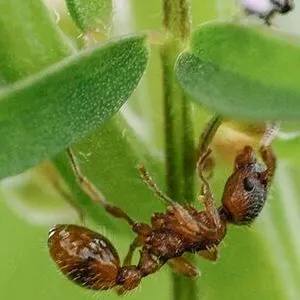 Beforeyougo|South-America|Brazil|leaf-cutter-ant_preview