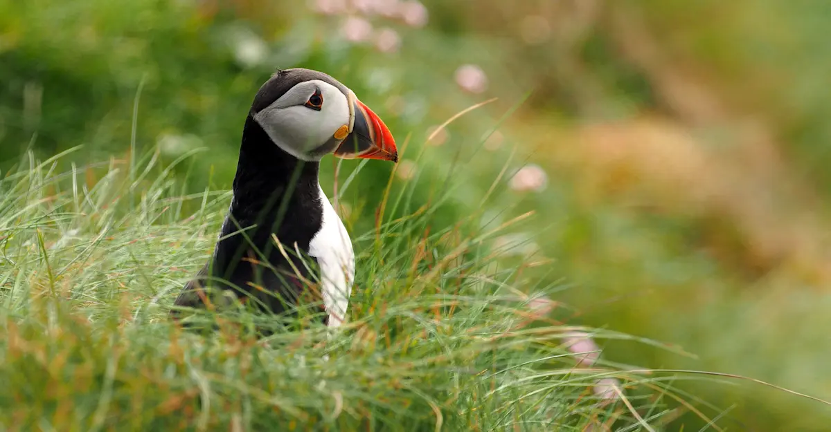 Atlantic puffin, Isle of Harris, Scotland.
