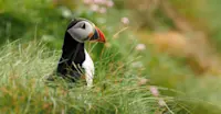 Atlantic puffin, Isle of Harris, Scotland.