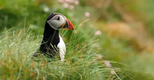Atlantic puffin, Isle of Harris, Scotland.
