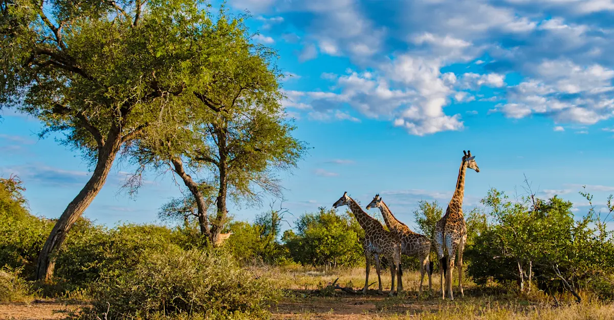 Giraffes, Hluhluwe-Imfolozi Park, South Africa.