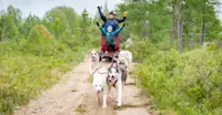 Nat Hab guests dog carting, Churchill, Manitoba.