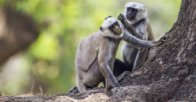 Hanuman langurs, Chitwan National Park, Nepal.