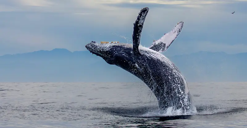 Humpback Whale