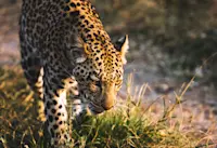 Watching a leopard hunt in the Okovango Delta, Botswana.