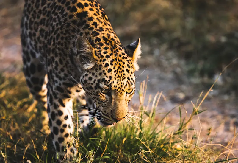 Watching a leopard hunt in the Okovango Delta, Botswana.