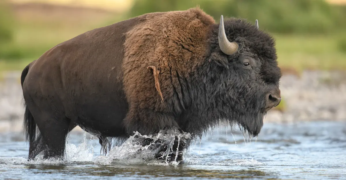 American bison, Yellowstone National Park, Wyoming.