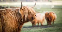 Highland cows, Scottish Highlands, Scotland.