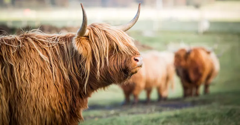 Highland cows, Scottish Highlands, Scotland.