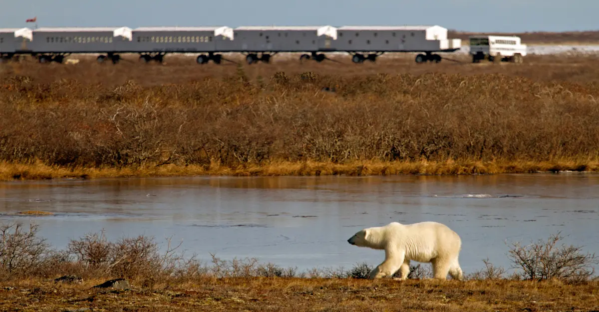 Polar bear and Nat Hab's private Tundra Lodge, Churchill, Manitoba.