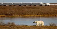 Polar bear and Nat Hab's private Tundra Lodge, Churchill, Manitoba.