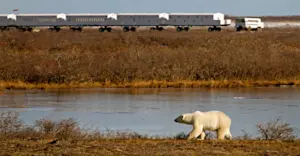 Polar bear and Nat Hab's private Tundra Lodge, Churchill, Manitoba.