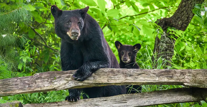 Black Bears
