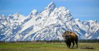 Bison, Grand Teton National Park, Wyoming. 