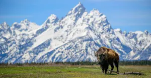 Bison, Grand Teton National Park, Wyoming. 