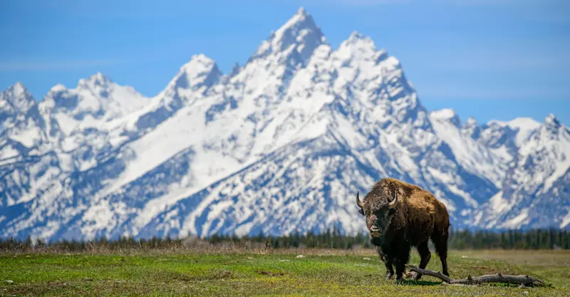 Bison, Grand Teton National Park, Wyoming. 