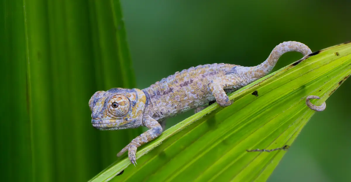 Chameleon, Madagascar.